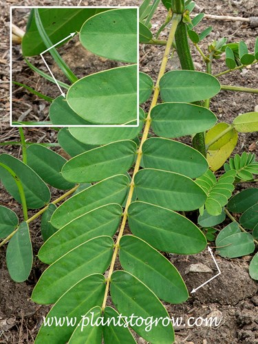 Image showing the mucronate projections on the apex of the leaflets.  The plants is a Popcorn Cassia (Senna didymobotrya). This is an even pinnate compound leaf.